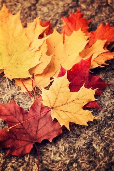 秋季落叶图片_铺满了地面的落叶素材_高清图片_摄影照片_寻图免费打包下载