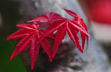 秋天的枫树红叶子高清图片下载-正版图片307721518-摄图网