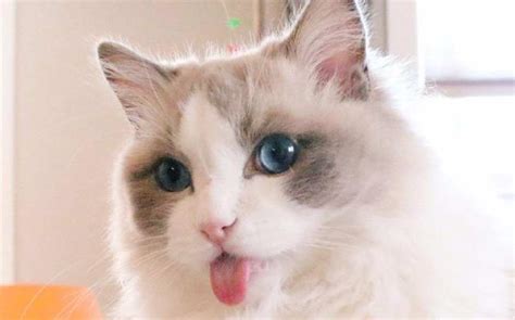 萌宠小知识：金加白猫是什么品种？-宠物网