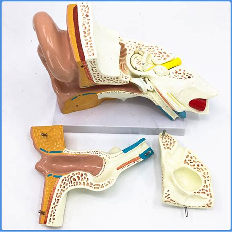 耳朵解剖结构模型内耳结构人体听觉系统耳鼻喉科展示教学模型医学-阿里巴巴