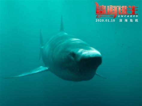 惊悚电影《鲨海困斗》解说文案/片源下载-678解说文案网