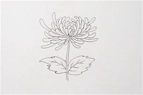 最全的 菊花 画法（附线描画谱） - 微文周刊