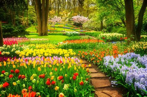 春天的花园图片-春天花园里的郁金香花坛素材-高清图片-摄影照片-寻图免费打包下载