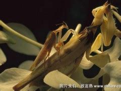 母螳螂为什么要将公螳螂吃掉？_看鉴地理-梨视频官网-Pear Video