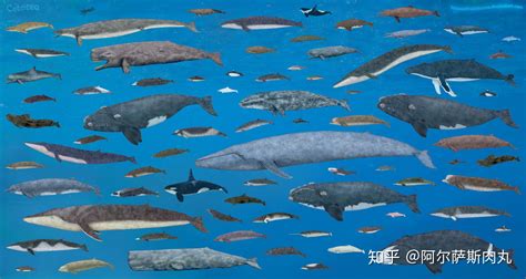 十大鲸鱼大小排名 世界上最大的十大鲸鱼_知秀网