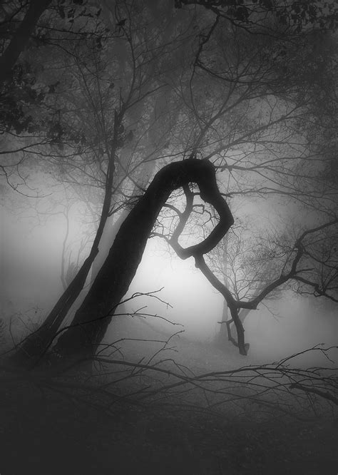 Fanal-树黑白照片