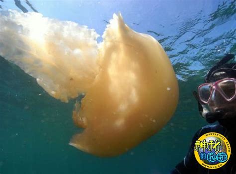 和人一样大！英潜水员发现巨型桶水母