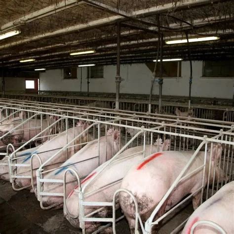 养猪需要掌握哪些人工授精的技巧，怎样辨识母猪的发情期 - 农敢网