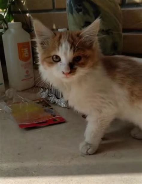 猫猫妹妹宅舞摇合集（五）_腾讯视频