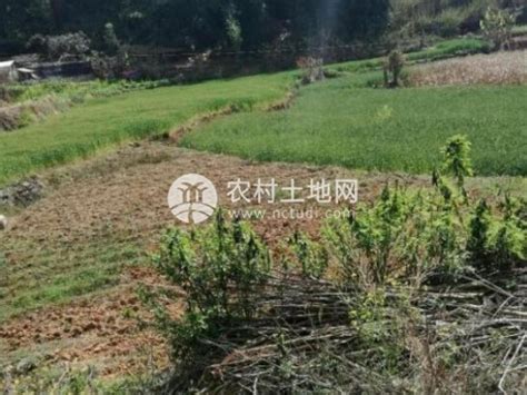 云南宁洱县80亩良田水浇地出租-农村土地网