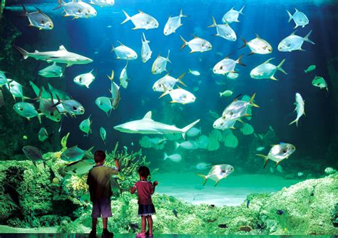 上海海洋水族馆 - 场所详情 -上海市文旅推广网-上海市文化和旅游局 提供专业文化和旅游及会展信息资讯