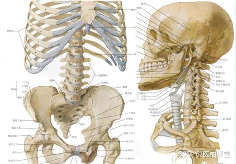 人的脊柱,正常的脊椎图,人的脊柱高清晰图解_大山谷图库