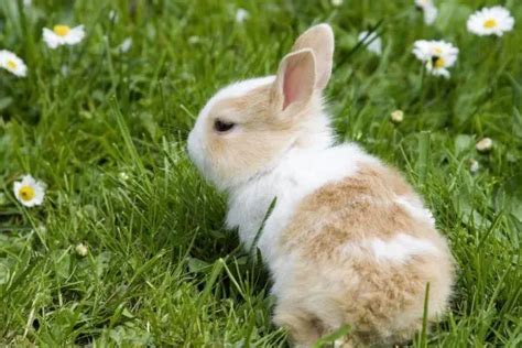 十兔九苦最命苦的兔几月出生，这4个月份出生的最艰难 - 百科全书 - 懂了笔记