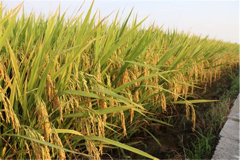 湖南水稻十大高产水稻品种 - 运富春