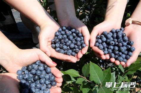 爆浆甜润，浪漫清新！长沙宁乡千亩蓝莓开园，速来品尝“初恋的味道”