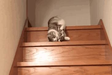 懒猫猫下楼梯喵 - 堆糖，美图壁纸兴趣社区