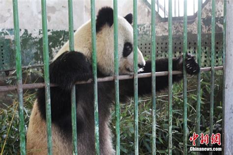 兰州动物园受伤大熊猫伤口已愈合结痂[组图]_图片中国_中国网