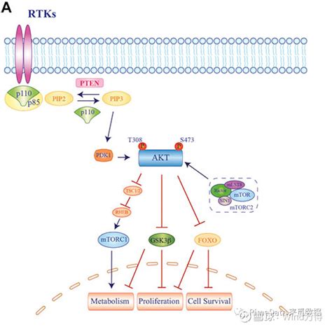 生物医药靶点赛道：Akt PI3K/Akt/mTOR通路 PI3K/Akt/mTOR信号通路是最重要的细胞内通路之一，可调节细胞生长、运动 ...