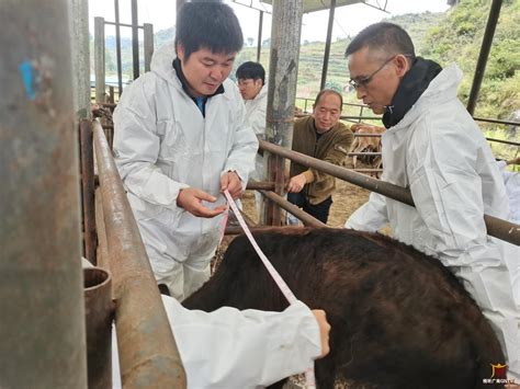 广南首个肉牛早期断奶实验完成生长性能测定_头图_文山频道_云南网
