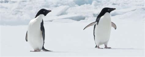 小企鹅为什么是爸爸孵化的 - 业百科