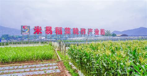 袁隆平团队指导种植，米易第三代杂交水稻开启大田移栽_四川在线