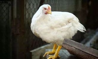 69年的鸡是什么命 五行属什么-塔罗-火土易学