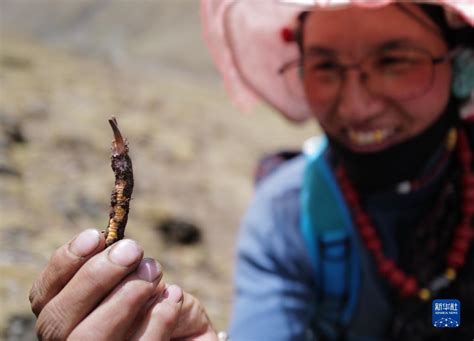 西藏那曲比如县旅游推介会在穗开展，邀你亲临雪山淘虫草