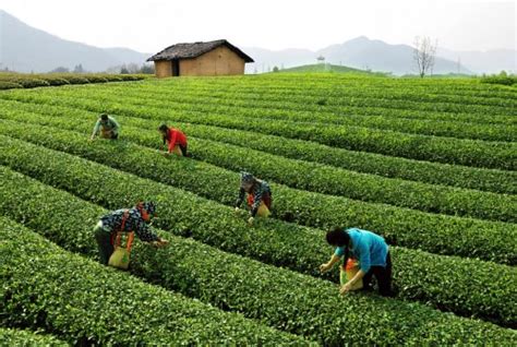 淘宝春茶节玩转直播，3天带动松阳香茶成交量同比增长400%-中国经营网