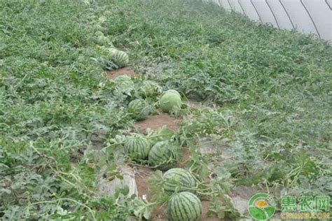 夏季盆栽水果就种西瓜，阳台养殖注意4点，不愁吃不到新鲜瓜果