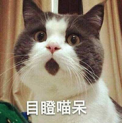 呆猫表情包图片