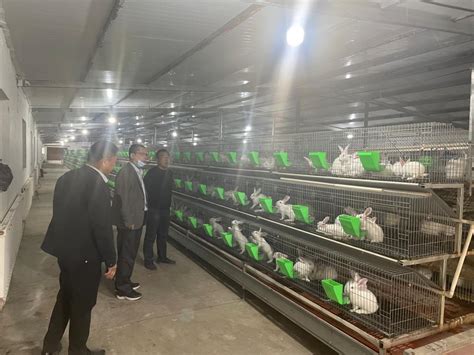 乡村振兴开新局 肉兔养殖促致富-新疆维吾尔自治区科学技术协会