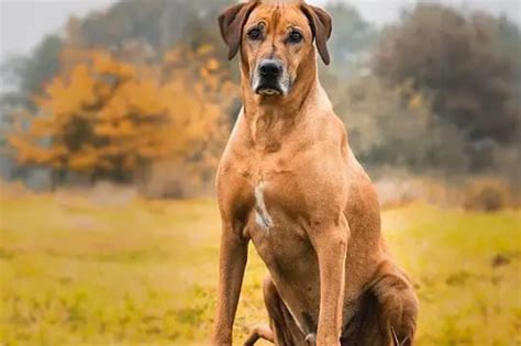 世界排名前4的猎犬，除拉布拉多，你还认识这其中哪一种狗狗
