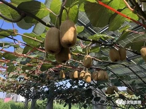 6年前随手种了棵猕猴桃树，今年结出近5000个果子！ - 知乎
