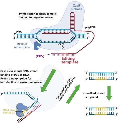 CRISPR-Cas9基因编辑技术简介 - 知乎