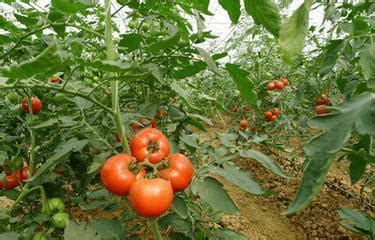 阳台小番茄的种植方法和时间 —【发财农业网】