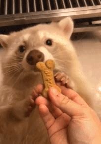 浣熊君图片