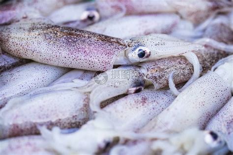 传统海产食品产市场新鱿鱼销售背高清图片下载-正版图片507456582-摄图网