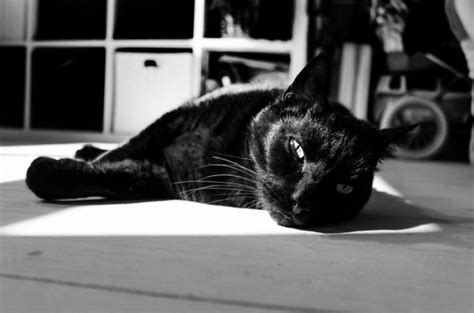 霸气黑猫图片,高冷黑猫头像,霸气黑猫头像图片_大山谷图库