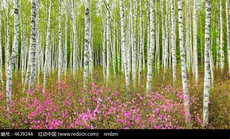 春的森林 | Moor世界