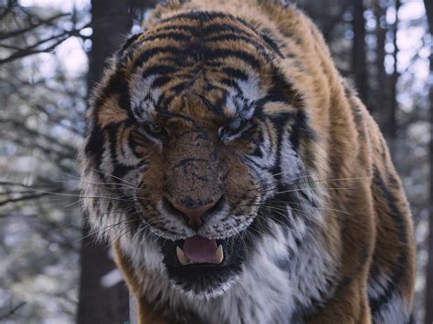 电影《大虎》，看韩国人如何用一只老虎讲抗日故事__凤凰网