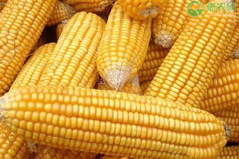 京科968玉米品种介绍 - 农敢网
