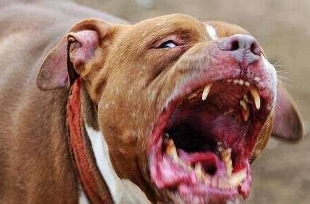 世界最凶猛的猛犬排行第一，世界上最凶猛的犬种排名