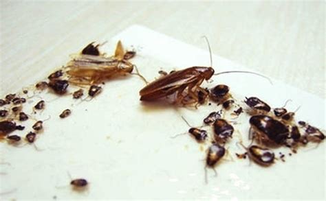 家里有蟑螂怎么办能除根-蟑螂卵怎么彻底清除-趣丁网