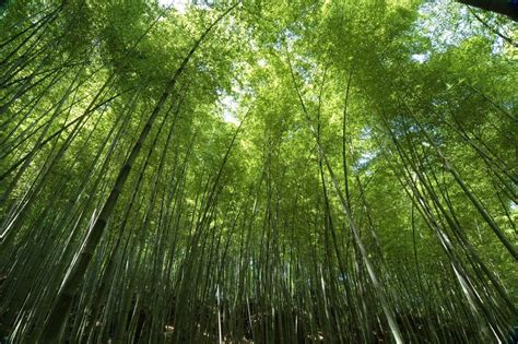 竹材如何应对新消费市场需求？ - 知乎