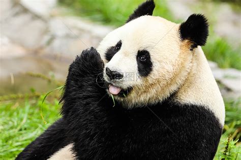 探访北京动物园熊猫馆 国宝吃竹子萌态十足
