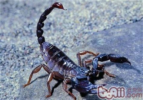 世界最毒的十大蝎子，印度红蝎子、以色列金蝎排前两名_巴拉排行榜