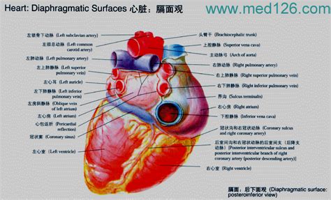 一、心脏的位置和外形-心脏疾病与细胞移植-医学