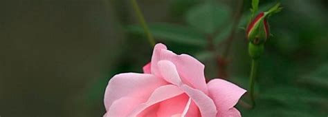 蔷薇的花语和寓意（揭示蔷薇花背后的深意）_花植网