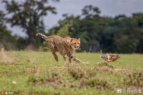 陆地上跑得最快的十种动物，猎豹位列第一_巴拉排行榜