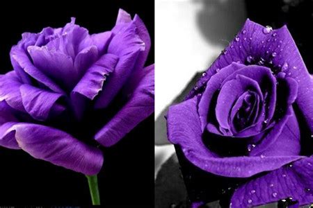 紫色玫瑰花设计图__绘画书法_文化艺术_设计图库_昵图网nipic.com